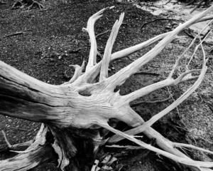 Roots