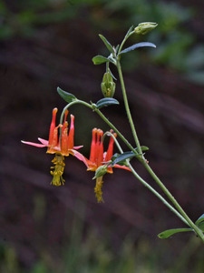 Columbine