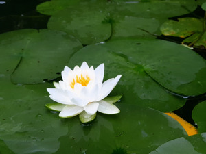 Water Lily 1