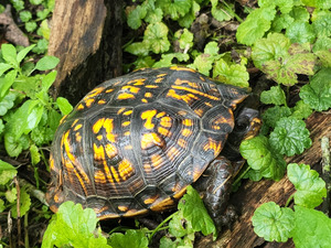 Box Turtle