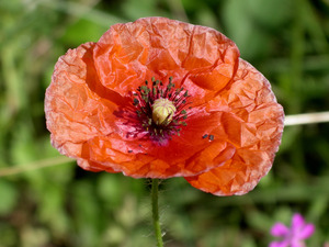 Poppy