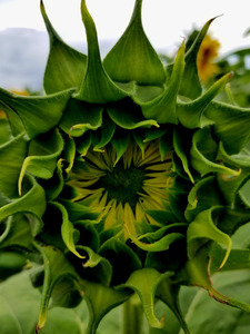 Sunflower Bud