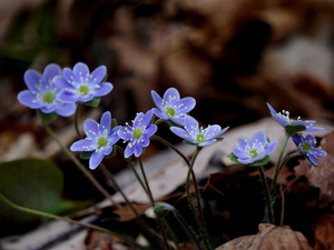 Hepatica