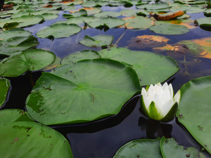 Water Lily 2
