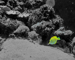 Tropical Fish