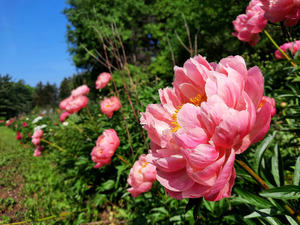 Salmon Peony Row