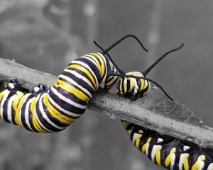 Monarch Caterpillars