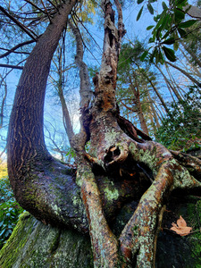 Muppet Tree 1