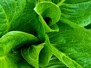 Skunk Cabbage Furls