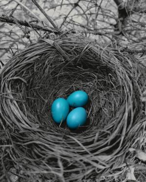 Robin Eggs 