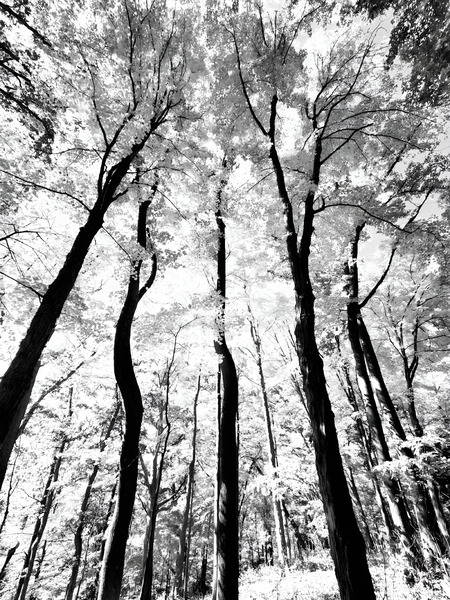 Pennsylvania Woods  Print