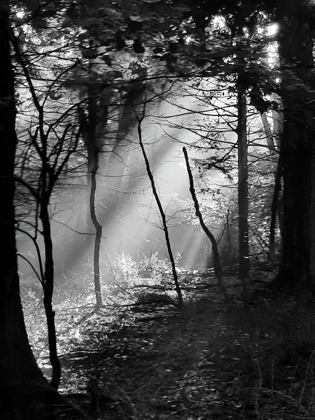 Morning Sunlight  Print