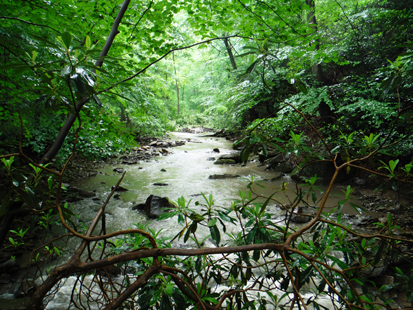 Roaring Run Print