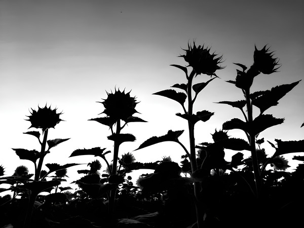 Sunflower Silhouette  Print