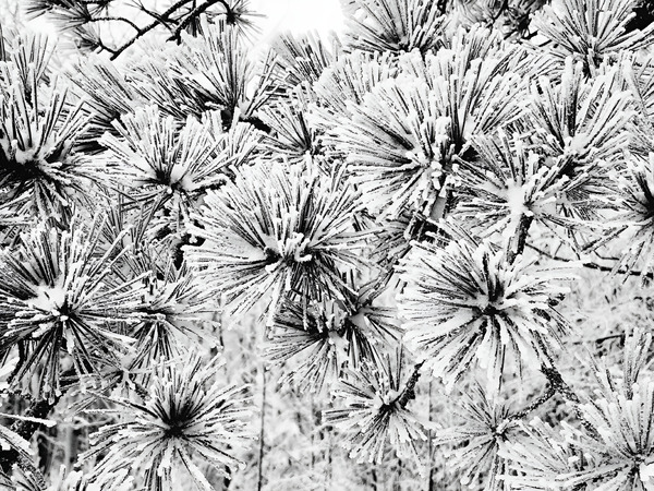 Snowy Conifer  Print