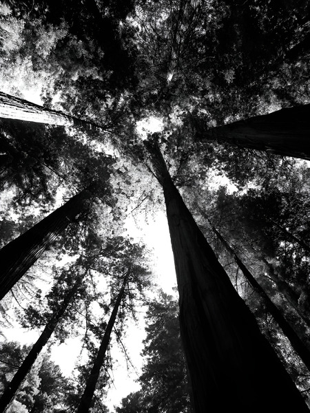 Redwoods  Print