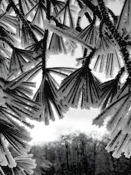 Snowy Conifer 1  Print