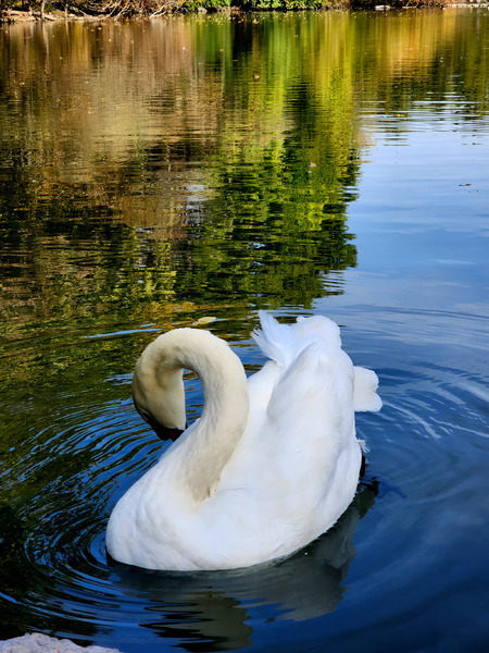 Swan 3 Print