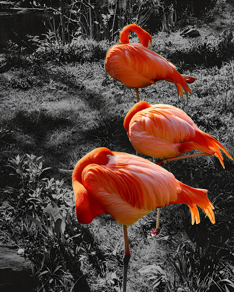 Flamingos Tucked  Print