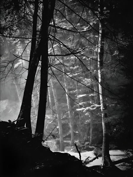 Forest Light  Print