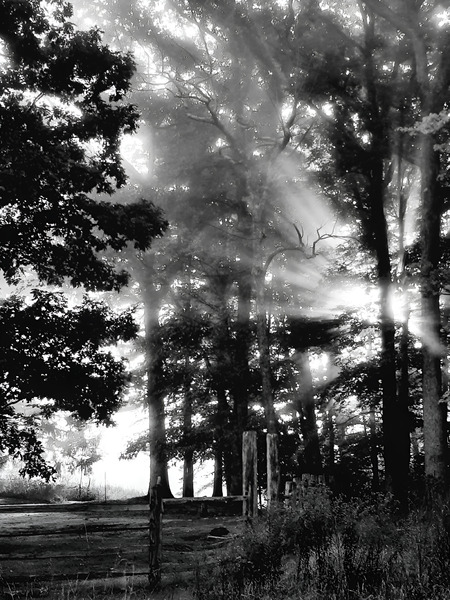 Misty Morning Rays  Print
