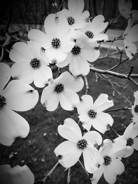 Flowering Dogwood  Print