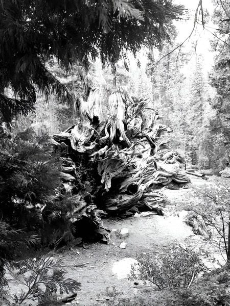 Sequoia Root Wad  Print