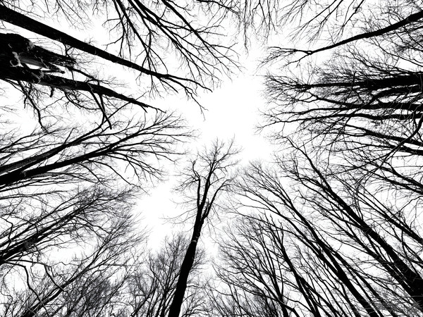 Winter Canopy  Print