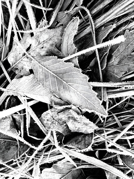 Frosty Oak Leaf  Print