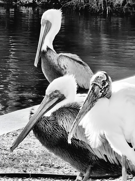 Stork Trio  Print