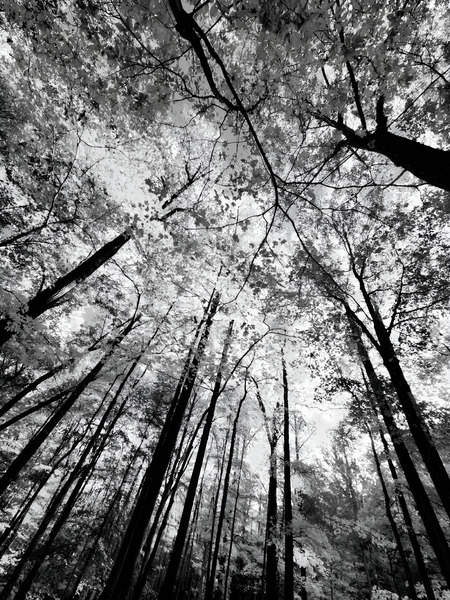 Forest Canopy  Print