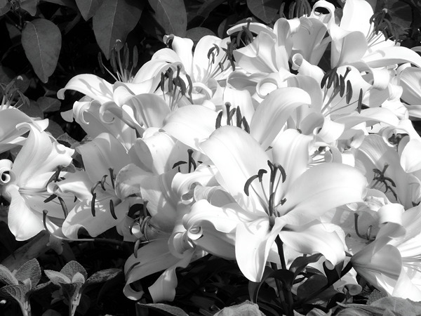 Lilies  Print