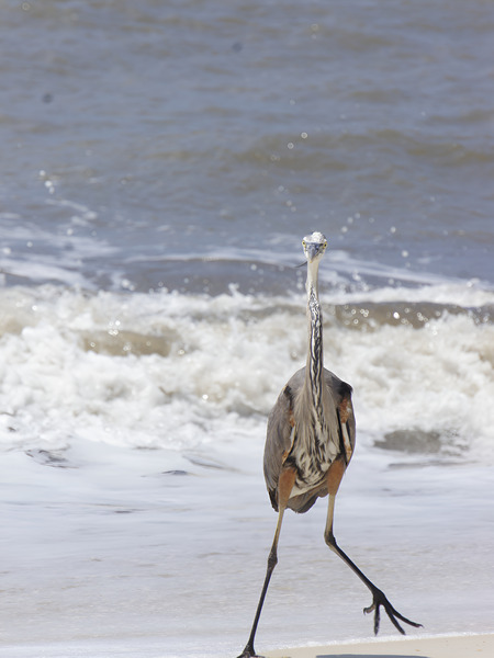 Sneaky Blue Heron  Print