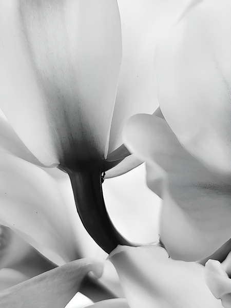 Ethereal Flower  Print