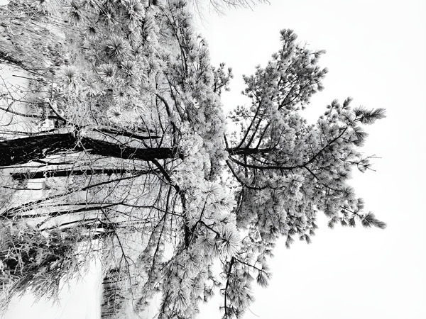 Snowy White Pine  Print