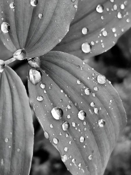 Raindrops  Print