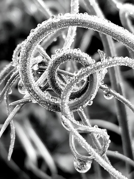 Natural Curl  Print