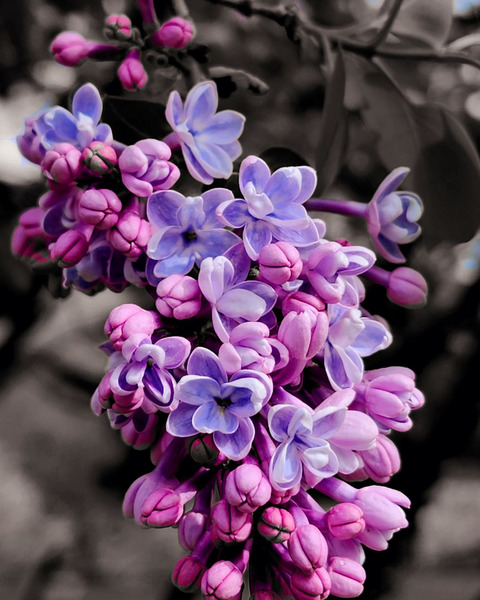 Lilac  Print