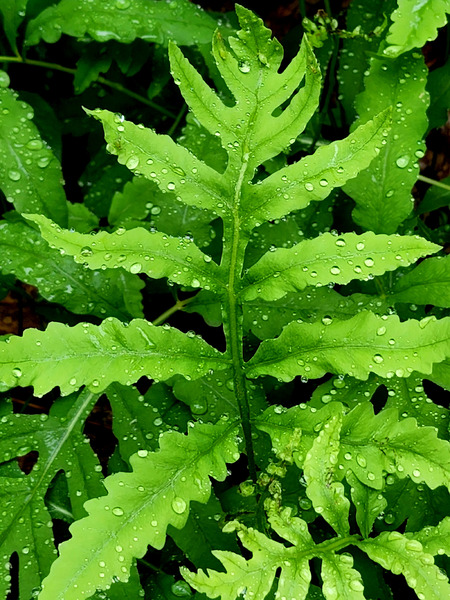 Sensitive Fern  Print