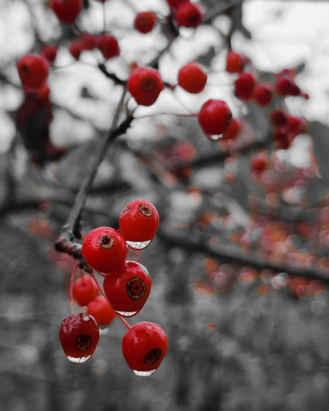 Siberian Crabapple  Print