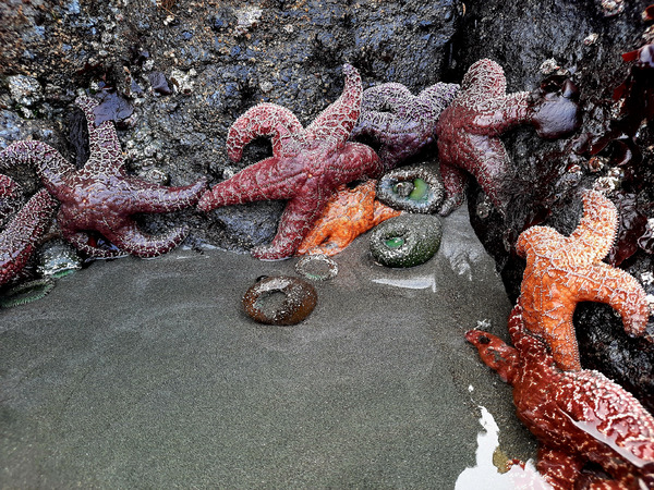 Tidal Pool 4 Print