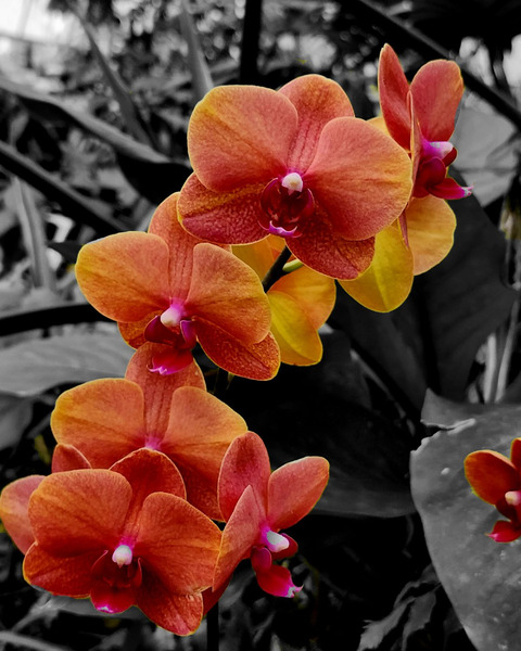 Orchids 4  Print