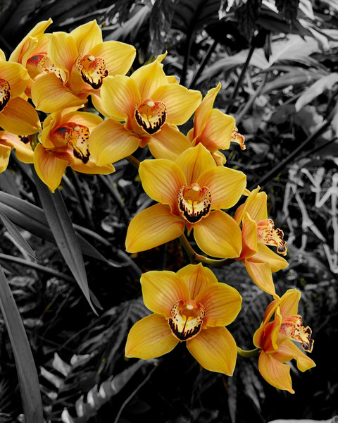 Orchids 3  Print