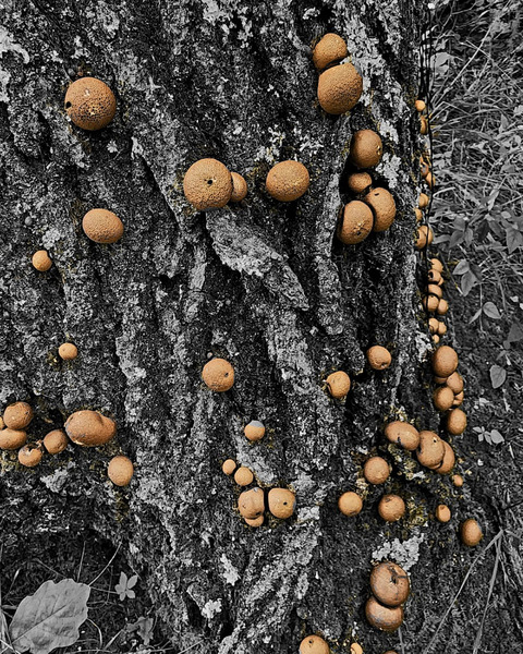 Puffball Mushrooms  Print