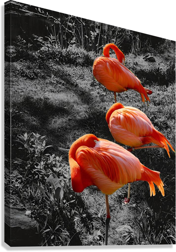 Flamingos Tucked  Canvas Print