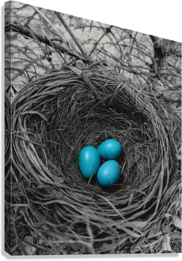 Robin Eggs   Canvas Print