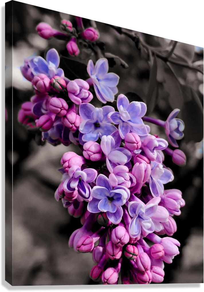 Lilac  Canvas Print