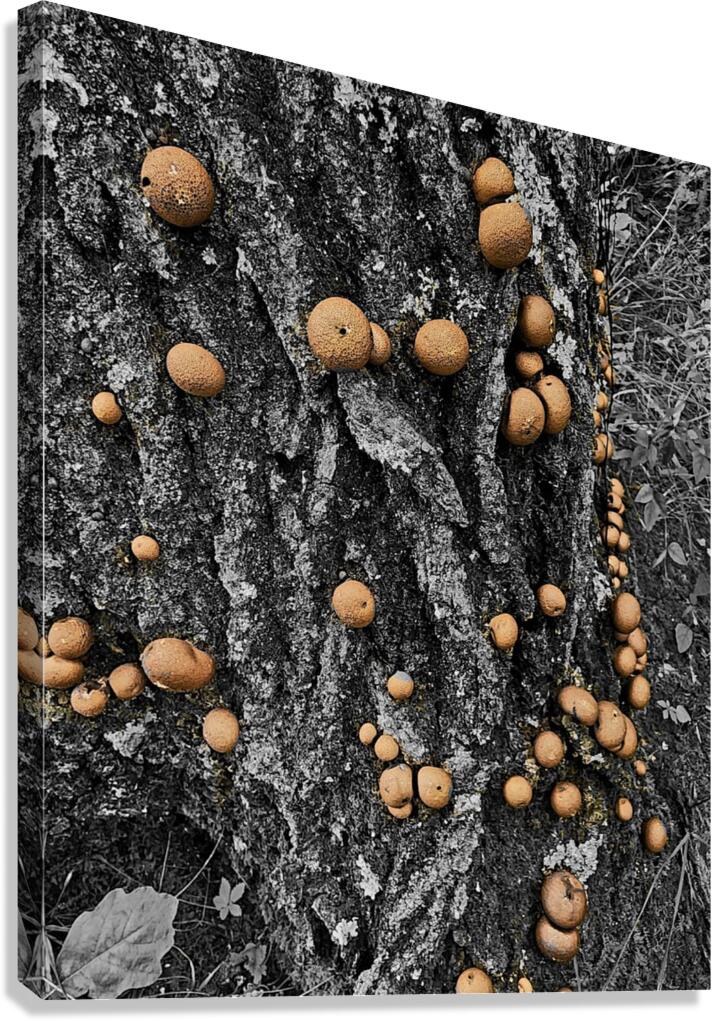 Puffball Mushrooms  Canvas Print