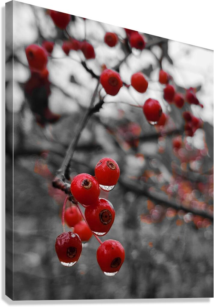 Siberian Crabapple  Canvas Print