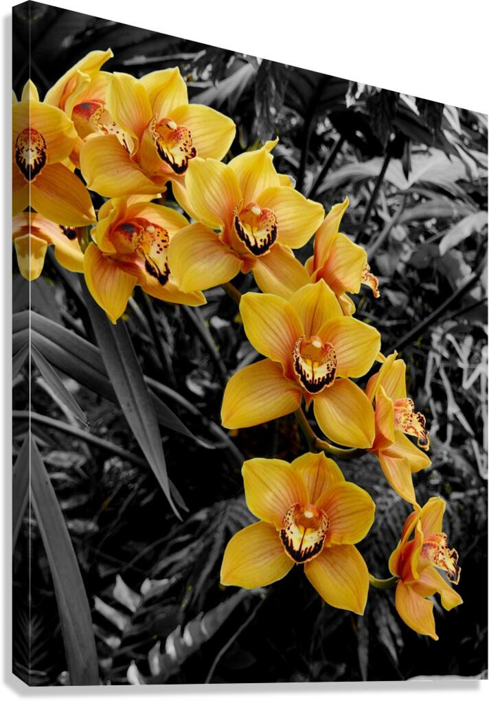 Orchids 3  Canvas Print